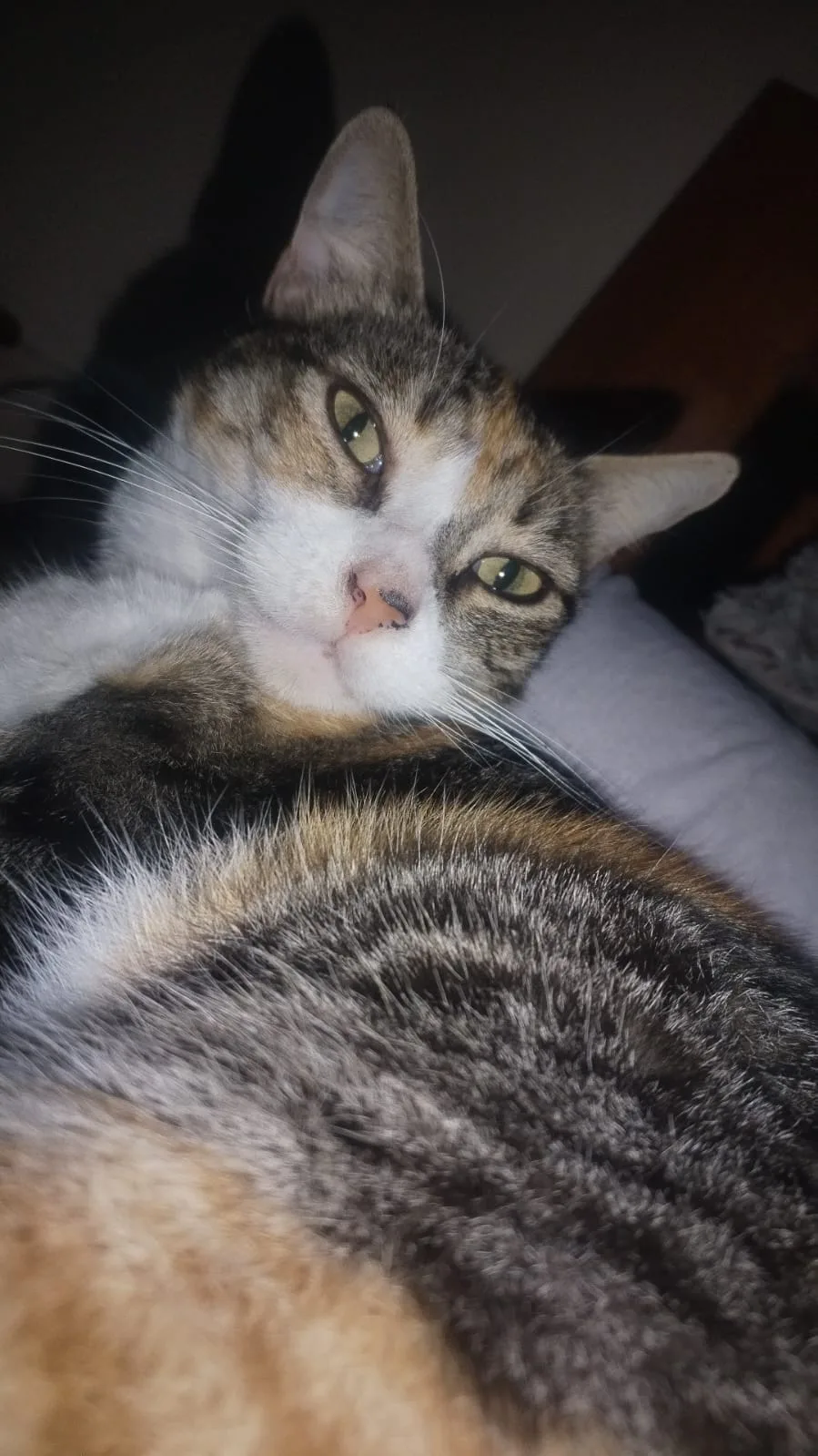Foto de Pinino