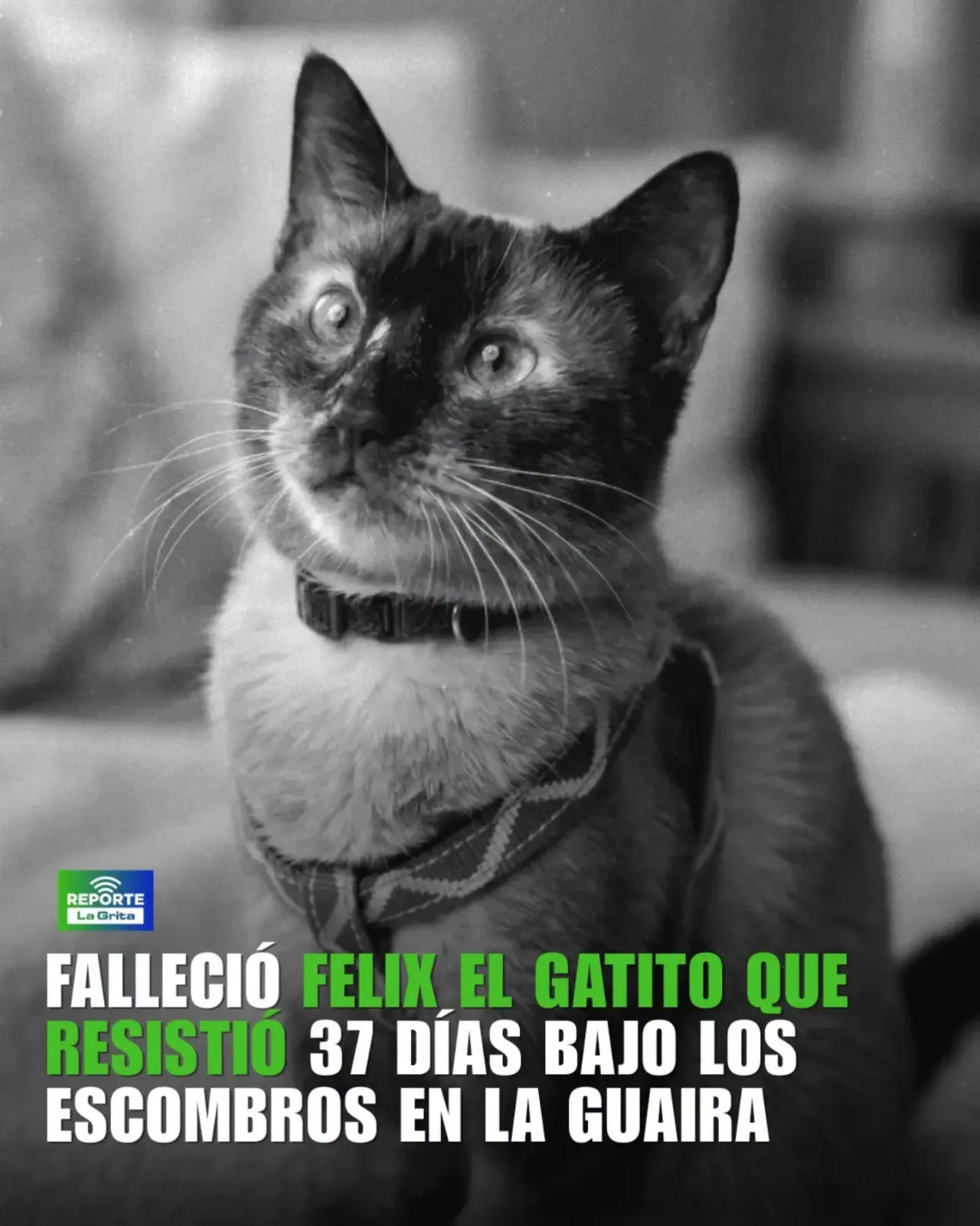 Foto de Pinino