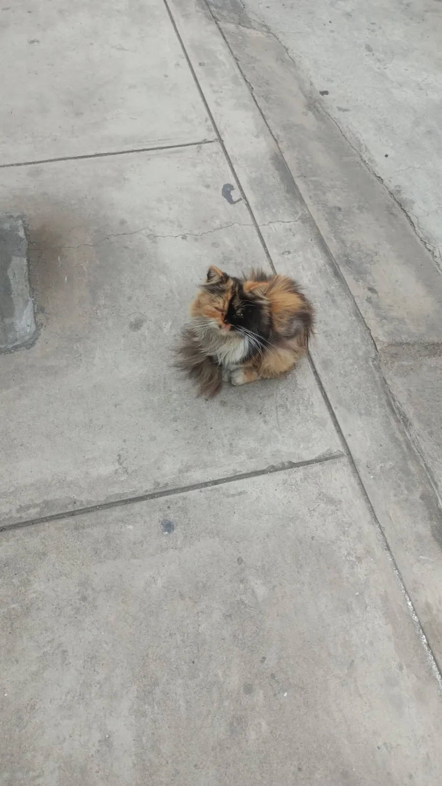 Foto de Pinino