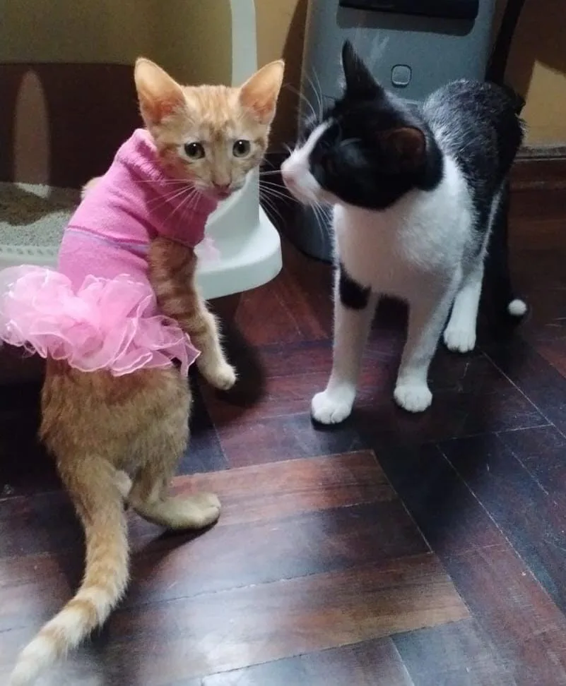 Foto de Pinino
