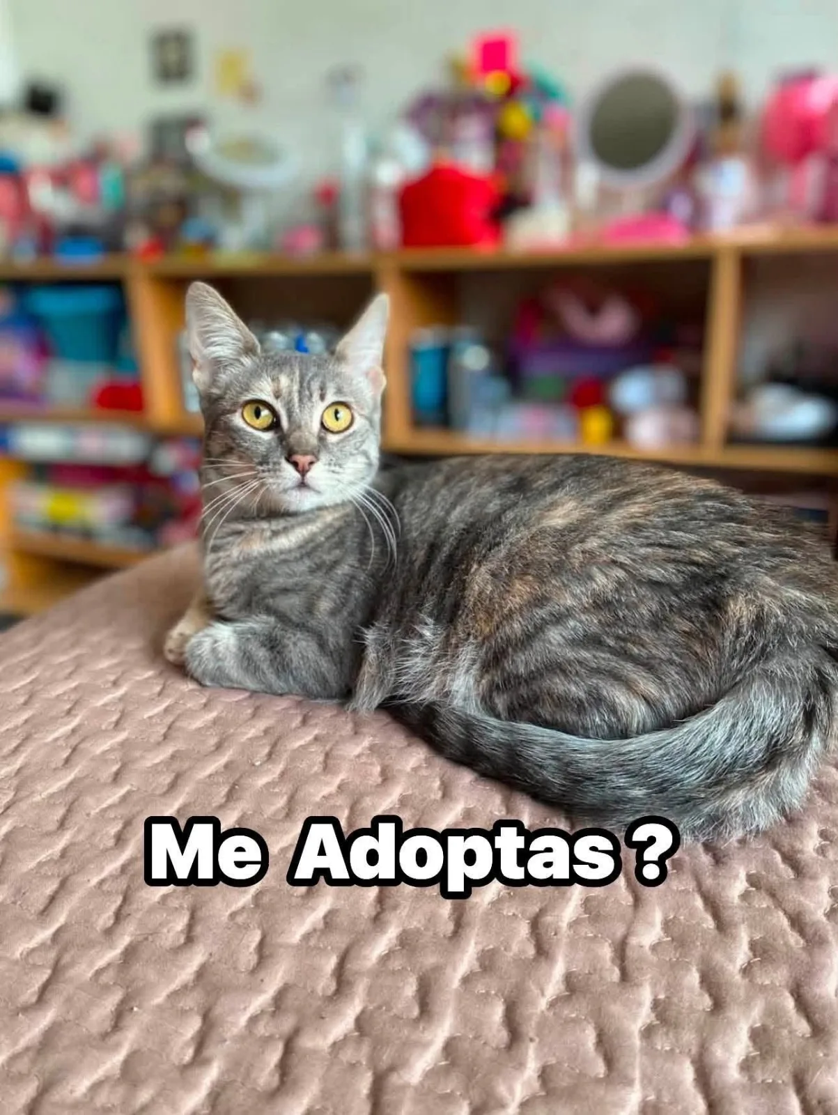 Foto de Pinino