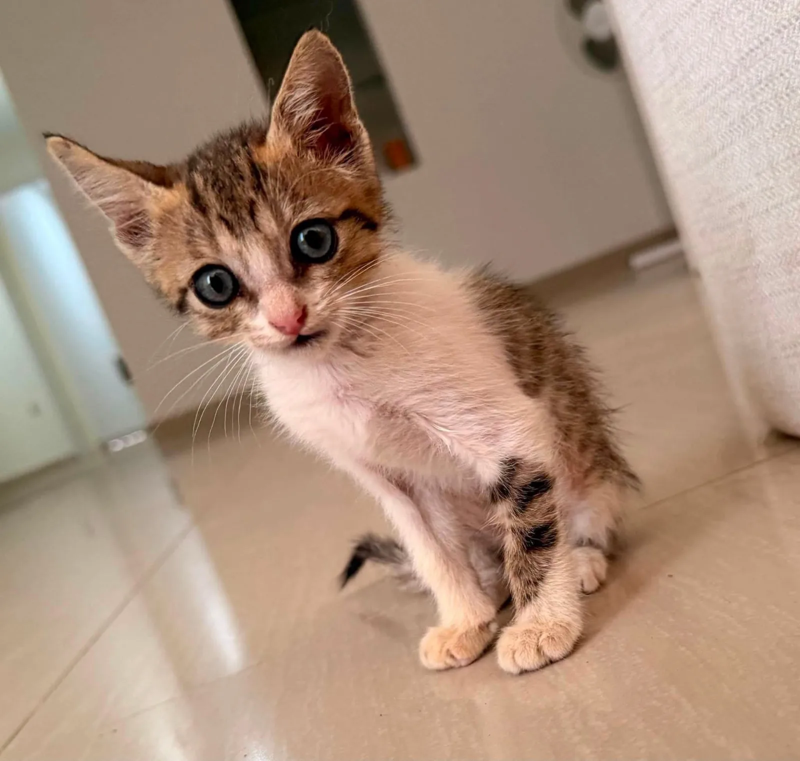Foto de PINGUINA